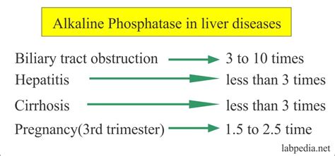 Alkaline Phosphatase High Pregnancy Cholestasis - Bangmuin Image Josh