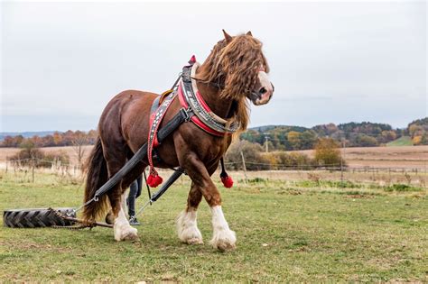 Discover the Strongest Horses in the World (Video)