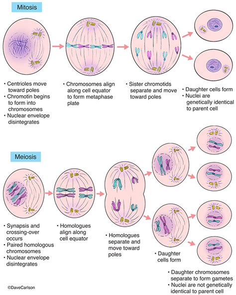 Genetic Makeup Of Daughter Cells In Mitosis - Mugeek Vidalondon