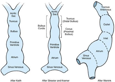 Cardiovascular Embryology | Obgyn Key