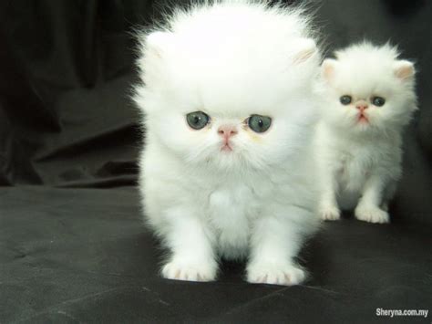 White Persian Kittens(with blue eyes) | Pets for sale in Alor Setar ...