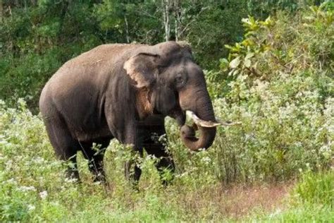 indian elephant facts for kids2 - Animals Time