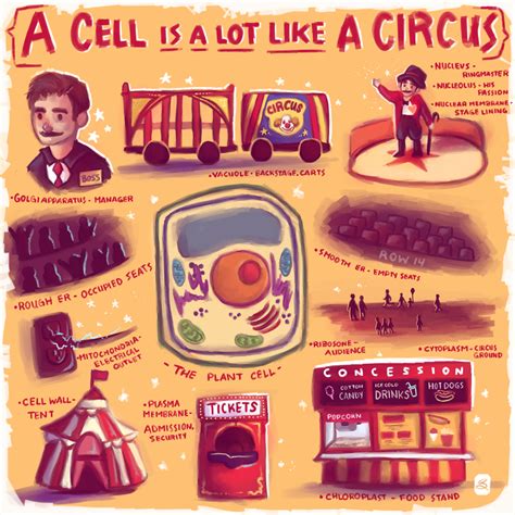 Cell Analogy by lucity on DeviantArt