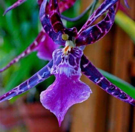 Love the colors #Exoticflowers | Beautiful orchids, Orchid flower, Rare ...