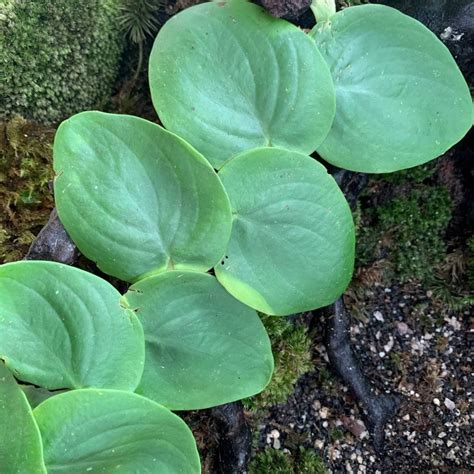 Rhaphidophora Archives - Borneo Aquatic