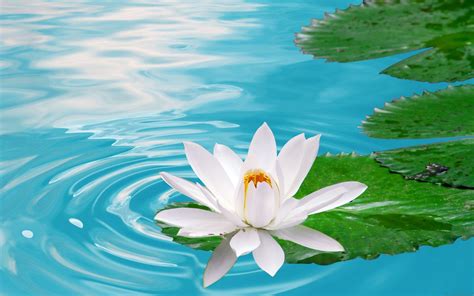 Zen Lotus Wallpapers - Top Free Zen Lotus Backgrounds - WallpaperAccess