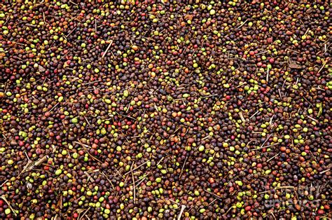 Coffee beans drying Photograph by European School - Fine Art America