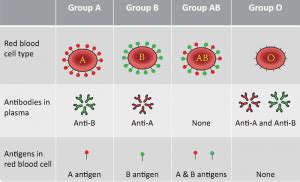 Pre-transfusion testing – BCIT News