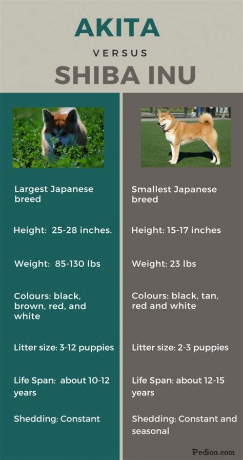 Difference between Akita and Shiba Inu