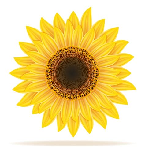 Premium Vector | Sunflower vector illustration