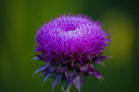 Milk Thistle vs Burdock Root - What Works Best For Your Liver?