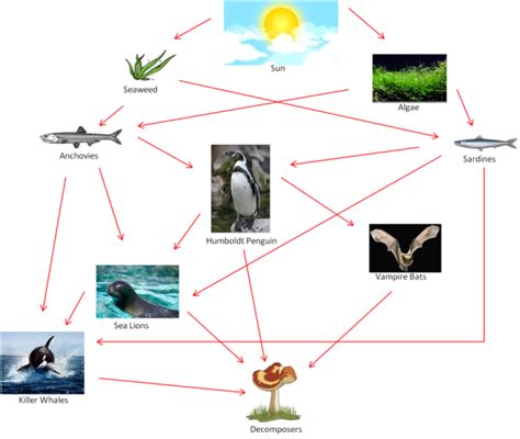 Ecosystem - Humboldt Penguin Project