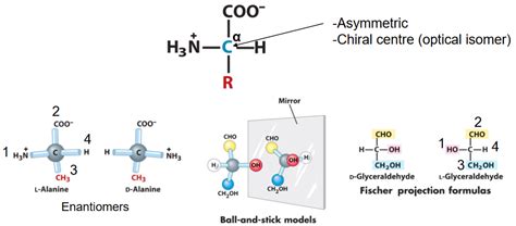 2.2 Amino Acid Stereochemistry | BS1005 / CM1051: Biochemistry I