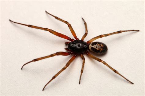 False Black Widow Spider Identification