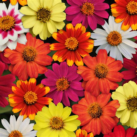 Zahara Improved Zinnia Mixture | Gurney's Seed & Nursery