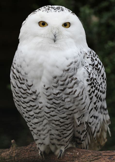 File:Snowy Owl - Schnee-Eule.jpg - Wikipedia