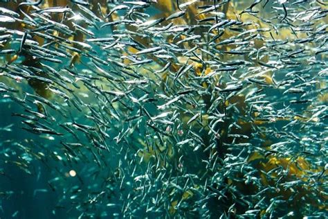 What Eats Sardines? Marine Food Chain Explained! - TheNaturalLivingSite.com