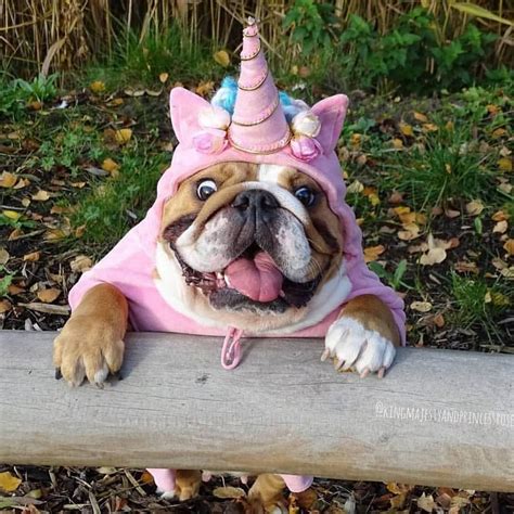 NATIONAL UNICORN DAY!!! Cute Puppies, Cute Dogs, I Love Dogs, Corgi ...