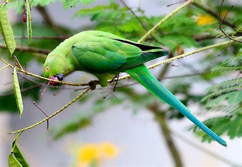 Rose-ringed Parakeet | This is the female of the species. My… | Flickr