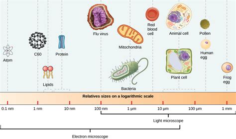 12.1 Viruses – Concepts of Biology-1st Canadian Edition Molnar Class