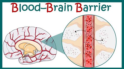 Blood Brain Barrier | Blood Brain Barrier - Structure & Function | Blood CSF barrier - YouTube