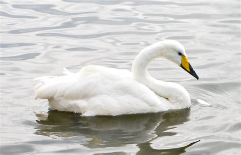 Whooper Swan | Iceland | Thomas Quine | Flickr