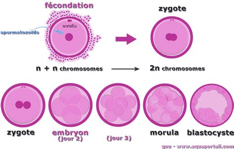 Zygote : définition et explications