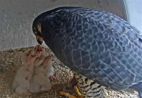 Falcons nesting on N.J. courthouse welcome 4 chicks. You can tune in to ...