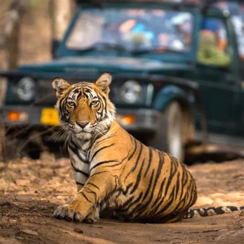 12 Tiger Safari National Parks in India & Tour Packages 2023