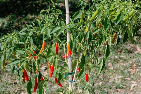 Chile de Arbol Chili Pepper Capsicum annuum - 30 Seeds