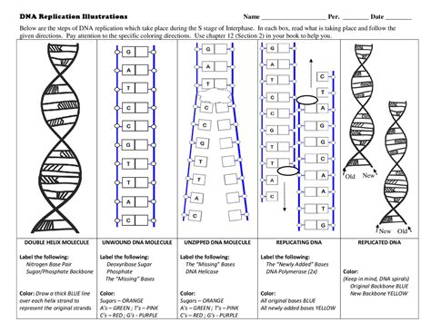 DNA Replication Worksheet | Exercises Genetics | Docsity