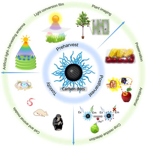 Schematic diagram of the application of fluorescent carbon dots in crops | Download Scientific ...