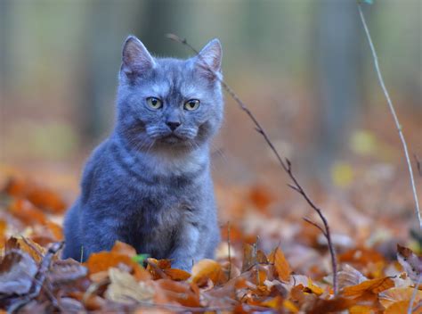 Free Images : nature, forest, sweet, kitten, autumn, fauna, whiskers ...