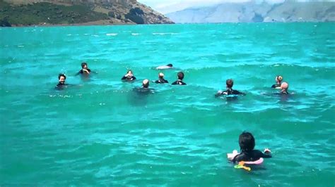 awesome day out swimming with the dolphins in Akaroa with Black Cat ...