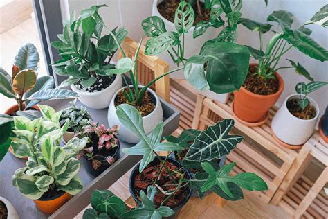 Indoor vs Outdoor Plants: Which Plants Grow Where? - Internet Vibes