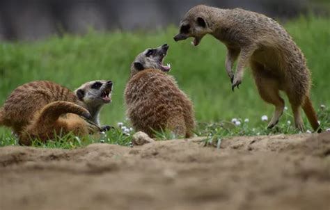 Wallpaper grass, look, pose, jump, glade, fight, meerkats, fight, mouth ...