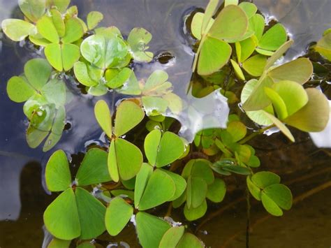 Dwarf Water Clover marsilea Crenata Water Shamrock Easy - Etsy