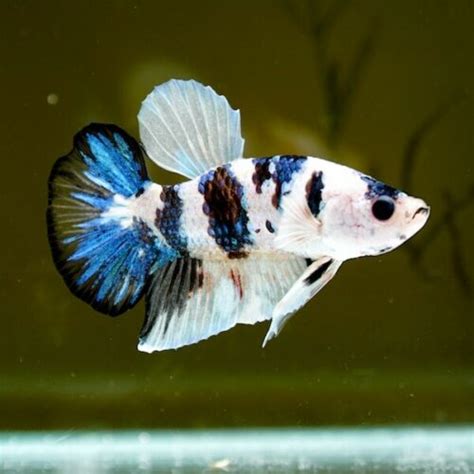 Koi Betta : Care,Behavior,Tank Mates,Breeding & More