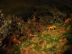 Wonambi Fossil Centre - Naracoorte Caves Reservations