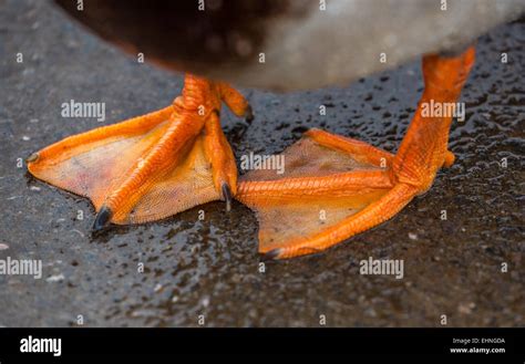 Orange webbed feet of a Mallard duck drake Stock Photo - Alamy