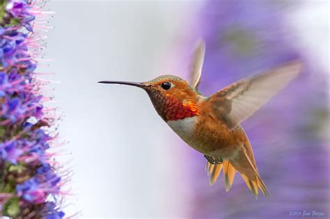 Colibri Fond d'écran HD | Arrière-Plan | 2048x1365 | ID:569352 ...