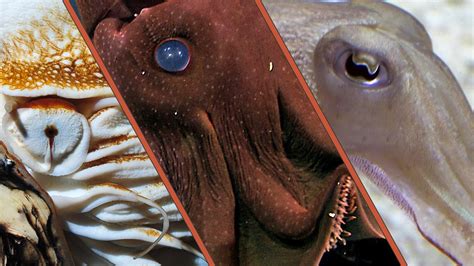 Science Friday Explores and Explains the Vampire Squid, A Fascinating Deep-Sea Cephalopod