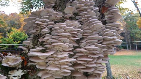 Elm oyster mushrooms growing on a tree stump! | Growing food, Stuffed mushrooms, Garden landscaping