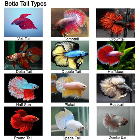 BETTA FISH TYPES - BettaFishAquarium.com | Betta fish types, Betta fish tank, Betta