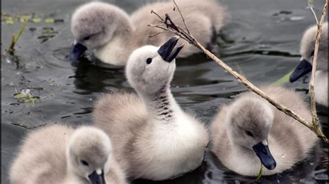 Pin on Swans....