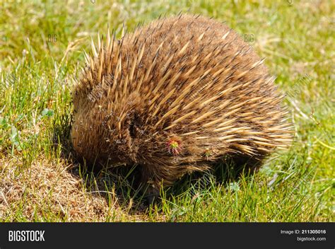 Short-beaked Echidna Image & Photo (Free Trial) | Bigstock