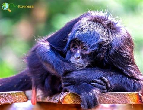 Black-headed Spider Monkey Characteristics | Ateles fusciceps Facts