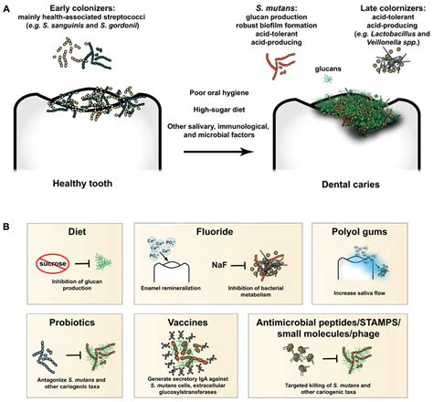 Frontiers | Exploiting the Oral Microbiome to Prevent Tooth Decay: Has Evolution Already ...