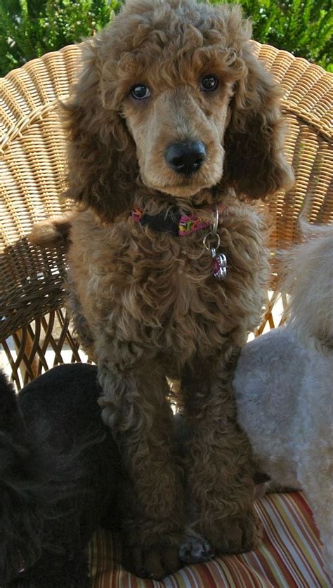 Our new Baby Bella | Poodle haircut, Poodle puppy, Poodle haircut styles