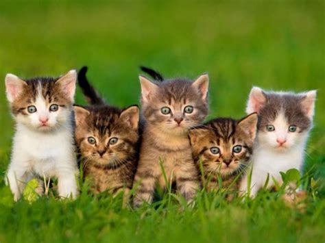 Palmarès des 20 chatons les plus mignons, qu'en pensez vous?